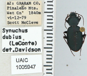  ( - NEONTcarabid4625)  @11 [ ] CreativeCommons - Attribution Non-Commercial Share-Alike (2011) Moore, W University of Arizona Insect Collection