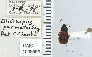  ( - NEONTcarabid4622)  @11 [ ] CreativeCommons - Attribution Non-Commercial Share-Alike (2011) Moore, W University of Arizona Insect Collection