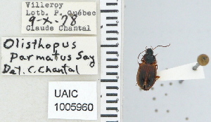  ( - NEONTcarabid4623)  @11 [ ] CreativeCommons - Attribution Non-Commercial Share-Alike (2011) Moore, W University of Arizona Insect Collection