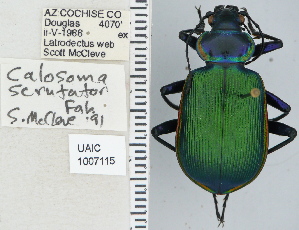  ( - NEONTcarabid4712)  @14 [ ] CreativeCommons - Attribution Non-Commercial Share-Alike (2011) Moore, W University of Arizona Insect Collection