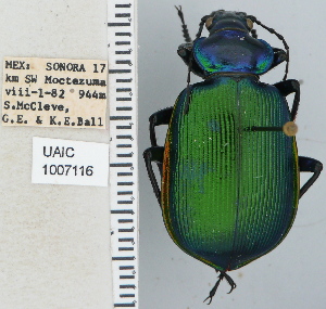  ( - NEONTcarabid4713)  @14 [ ] CreativeCommons - Attribution Non-Commercial Share-Alike (2011) Moore, W University of Arizona Insect Collection