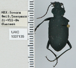  ( - NEONTcarabid4714)  @12 [ ] CreativeCommons - Attribution Non-Commercial Share-Alike (2011) Moore, W University of Arizona Insect Collection
