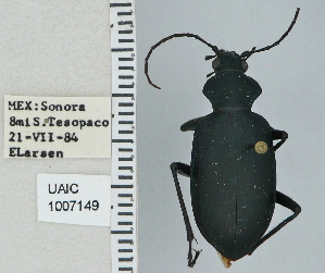  ( - NEONTcarabid4716)  @11 [ ] CreativeCommons - Attribution Non-Commercial Share-Alike (2011) Moore, W University of Arizona Insect Collection