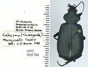  ( - NEONTcarabid4719)  @12 [ ] CreativeCommons - Attribution Non-Commercial Share-Alike (2011) Moore, W University of Arizona Insect Collection