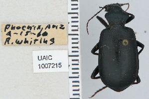  (Calosoma parvicolle - NEONTcarabid4720)  @11 [ ] CreativeCommons - Attribution Non-Commercial Share-Alike (2011) Moore, W University of Arizona Insect Collection