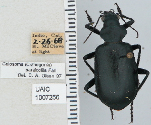  ( - NEONTcarabid4722)  @11 [ ] CreativeCommons - Attribution Non-Commercial Share-Alike (2011) Moore, W University of Arizona Insect Collection