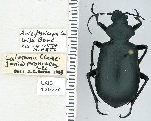  ( - NEONTcarabid4723)  @11 [ ] CreativeCommons - Attribution Non-Commercial Share-Alike (2011) Moore, W University of Arizona Insect Collection