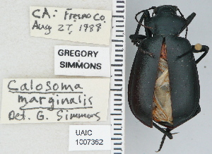  (Calosoma prominens - NEONTcarabid4724)  @13 [ ] CreativeCommons - Attribution Non-Commercial Share-Alike (2011) Moore, W University of Arizona Insect Collection