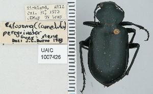  ( - NEONTcarabid4726)  @11 [ ] CreativeCommons - Attribution Non-Commercial Share-Alike (2011) Moore, W University of Arizona Insect Collection