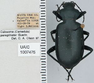  ( - NEONTcarabid4727)  @11 [ ] CreativeCommons - Attribution Non-Commercial Share-Alike (2011) Moore, W University of Arizona Insect Collection