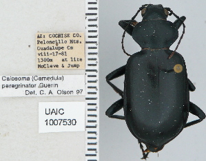  ( - NEONTcarabid4728)  @11 [ ] CreativeCommons - Attribution Non-Commercial Share-Alike (2011) Moore, W University of Arizona Insect Collection