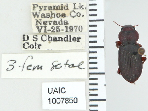  ( - NEONTcarabid4789)  @11 [ ] CreativeCommons - Attribution Non-Commercial Share-Alike (2011) Moore, W University of Arizona Insect Collection