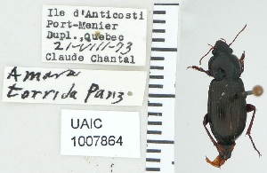  ( - NEONTcarabid4796)  @11 [ ] CreativeCommons - Attribution Non-Commercial Share-Alike (2011) Moore, W University of Arizona Insect Collection