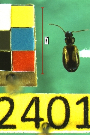  ( - NEONTcarabid2401)  @13 [ ] Copyright (2010) Baldwin, TA National Ecological Observatory Network (NEON) http://www.neoninc.org/content/copyright