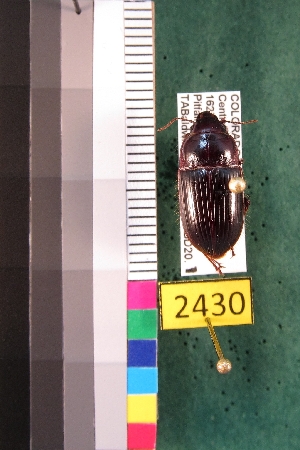  ( - NEONTcarabid2430)  @13 [ ] Copyright (2010) Baldwin, TA National Ecological Observatory Network (NEON) http://www.neoninc.org/content/copyright