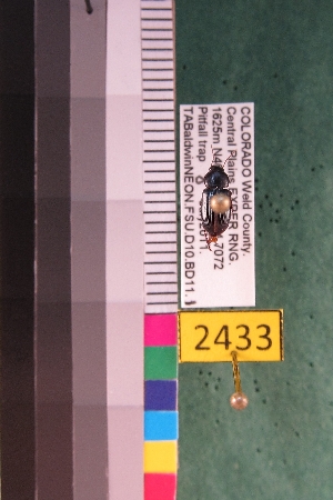  ( - NEONTcarabid2433)  @12 [ ] Copyright (2010) Baldwin, TA National Ecological Observatory Network (NEON) http://www.neoninc.org/content/copyright