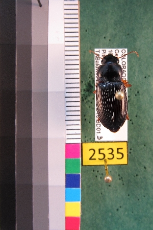  ( - NEONTcarabid2535)  @13 [ ] Copyright (2010) Baldwin, TA National Ecological Observatory Network (NEON) http://www.neoninc.org/content/copyright