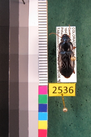  ( - NEONTcarabid2536)  @13 [ ] Copyright (2010) Baldwin, TA National Ecological Observatory Network (NEON) http://www.neoninc.org/content/copyright