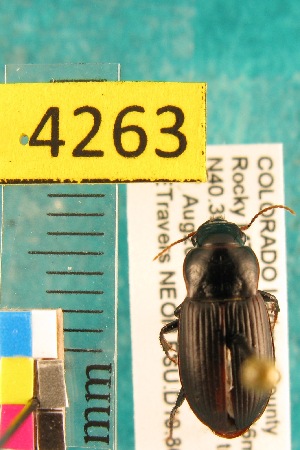  ( - NEONTcarabid4263)  @12 [ ] Copyright (2010) Blevins, KK and Travers, PD National Ecological Observatory Network (NEON) http://www.neoninc.org/content/copyright