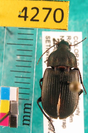  ( - NEONTcarabid4270)  @12 [ ] Copyright (2010) Blevins, KK and Travers, PD National Ecological Observatory Network (NEON) http://www.neoninc.org/content/copyright