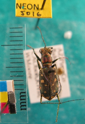  (Cicindela sedecimpunctata - NEONTcarabid5016)  @11 [ ] Copyright (2012) Blevins, KK and Travers, PD National Ecological Observatory Network (NEON) http://www.neoninc.org/content/copyright
