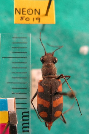  (Cicindela sommeri - NEONTcarabid5019)  @11 [ ] Copyright (2012) Blevins, KK and Travers, PD National Ecological Observatory Network (NEON) http://www.neoninc.org/content/copyright