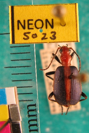  ( - NEONTcarabid5023)  @11 [ ] Copyright (2012) Blevins, KK and Travers, PD National Ecological Observatory Network (NEON) http://www.neoninc.org/content/copyright