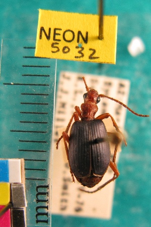  ( - NEONTcarabid5032)  @11 [ ] Copyright (2012) Blevins, KK and Travers, PD National Ecological Observatory Network (NEON) http://www.neoninc.org/content/copyright