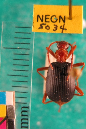  ( - NEONTcarabid5034)  @11 [ ] Copyright (2012) Blevins, KK and Travers, PD National Ecological Observatory Network (NEON) http://www.neoninc.org/content/copyright