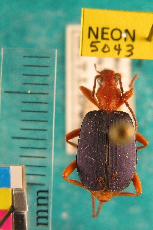  ( - NEONTcarabid5043)  @11 [ ] Copyright (2012) Blevins, KK and Travers, PD National Ecological Observatory Network (NEON) http://www.neoninc.org/content/copyright