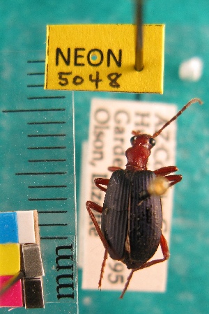  ( - NEONTcarabid5048)  @11 [ ] Copyright (2012) Blevins, KK and Travers, PD National Ecological Observatory Network (NEON) http://www.neoninc.org/content/copyright