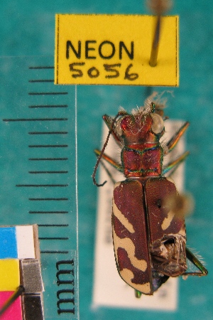  ( - NEONTcarabid5056)  @11 [ ] Copyright (2012) Blevins, KK and Travers, PD National Ecological Observatory Network (NEON) http://www.neoninc.org/content/copyright