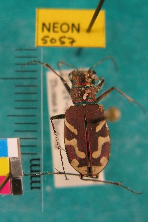  ( - NEONTcarabid5057)  @11 [ ] Copyright (2012) Blevins, KK and Travers, PD National Ecological Observatory Network (NEON) http://www.neoninc.org/content/copyright