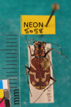  (Cicindela tranquebarica diffracta - NEONTcarabid5058)  @11 [ ] Copyright (2012) Blevins, KK and Travers, PD National Ecological Observatory Network (NEON) http://www.neoninc.org/content/copyright