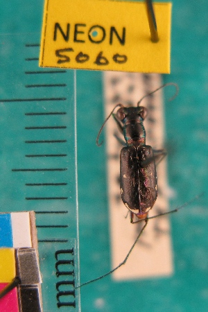  ( - NEONTcarabid5060)  @11 [ ] Copyright (2012) Blevins, KK and Travers, PD National Ecological Observatory Network (NEON) http://www.neoninc.org/content/copyright