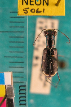  ( - NEONTcarabid5061)  @11 [ ] Copyright (2012) Blevins, KK and Travers, PD National Ecological Observatory Network (NEON) http://www.neoninc.org/content/copyright