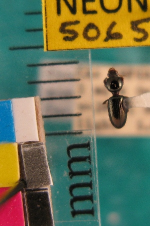  ( - NEONTcarabid5065)  @11 [ ] Copyright (2012) Blevins, KK and Travers, PD National Ecological Observatory Network (NEON) http://www.neoninc.org/content/copyright