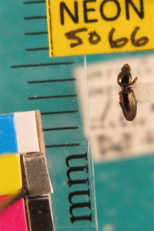  ( - NEONTcarabid5066)  @11 [ ] Copyright (2012) Blevins, KK and Travers, PD National Ecological Observatory Network (NEON) http://www.neoninc.org/content/copyright