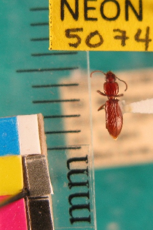  ( - NEONTcarabid5074)  @11 [ ] Copyright (2012) Blevins, KK and Travers, PD National Ecological Observatory Network (NEON) http://www.neoninc.org/content/copyright