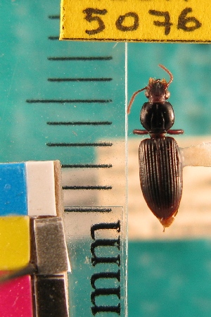  ( - NEONTcarabid5076)  @11 [ ] Copyright (2012) Blevins, KK and Travers, PD National Ecological Observatory Network (NEON) http://www.neoninc.org/content/copyright