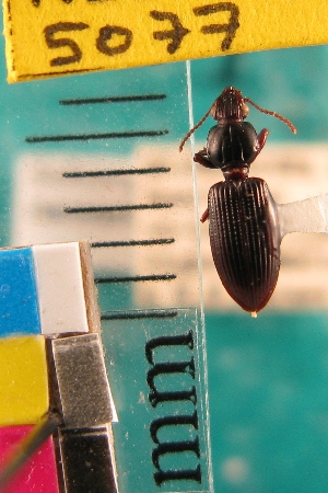  ( - NEONTcarabid5077)  @11 [ ] Copyright (2012) Blevins, KK and Travers, PD National Ecological Observatory Network (NEON) http://www.neoninc.org/content/copyright