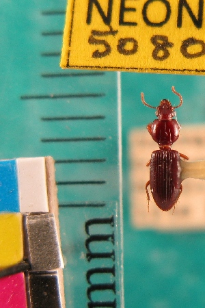  ( - NEONTcarabid5080)  @11 [ ] Copyright (2012) Blevins, KK and Travers, PD National Ecological Observatory Network (NEON) http://www.neoninc.org/content/copyright