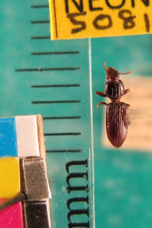  ( - NEONTcarabid5081)  @11 [ ] Copyright (2012) Blevins, KK and Travers, PD National Ecological Observatory Network (NEON) http://www.neoninc.org/content/copyright