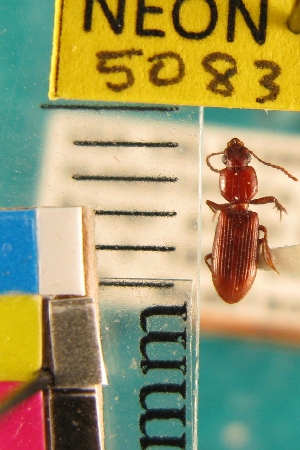  ( - NEONTcarabid5083)  @11 [ ] Copyright (2012) Blevins, KK and Travers, PD National Ecological Observatory Network (NEON) http://www.neoninc.org/content/copyright