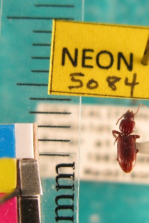  ( - NEONTcarabid5084)  @11 [ ] Copyright (2012) Blevins, KK and Travers, PD National Ecological Observatory Network (NEON) http://www.neoninc.org/content/copyright
