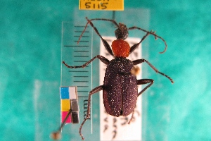  (Galerita atripes - NEONTcarabid5115)  @13 [ ] Copyright (2012) Blevins, KK and Travers, PD National Ecological Observatory Network (NEON) http://www.neoninc.org/content/copyright