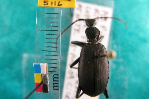  (Galerita forreri - NEONTcarabid5116)  @12 [ ] Copyright (2012) Blevins, KK and Travers, PD National Ecological Observatory Network (NEON) http://www.neoninc.org/content/copyright