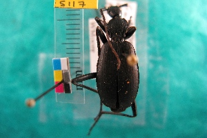  ( - NEONTcarabid5117)  @12 [ ] Copyright (2012) Blevins, KK and Travers, PD National Ecological Observatory Network (NEON) http://www.neoninc.org/content/copyright