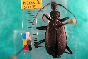  ( - NEONTcarabid5118)  @12 [ ] Copyright (2012) Blevins, KK and Travers, PD National Ecological Observatory Network (NEON) http://www.neoninc.org/content/copyright