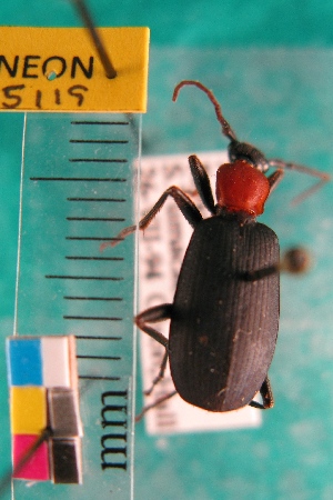  (Galerita mexicana - NEONTcarabid5119)  @11 [ ] Copyright (2012) Blevins, KK and Travers, PD National Ecological Observatory Network (NEON) http://www.neoninc.org/content/copyright